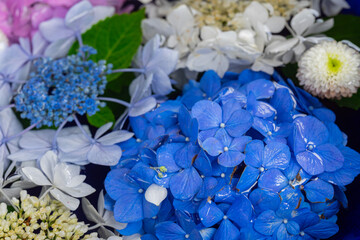 川越八幡宮の紫陽花（あじさい） SAITAMA JAPAN KAWAGOE