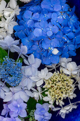 川越八幡宮の紫陽花（あじさい） SAITAMA JAPAN KAWAGOE