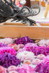 川越八幡宮の紫陽花（あじさい） SAITAMA JAPAN KAWAGOE