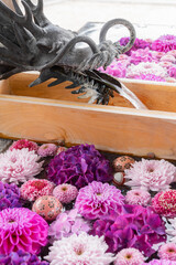 川越八幡宮の紫陽花（あじさい） SAITAMA JAPAN KAWAGOE