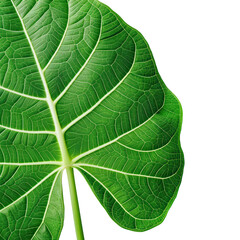 Obraz premium Close-up of a vibrant green leaf with intricate vein patterns, isolated on a white background, highlighting natural texture and details., transparent background, PNG, white background