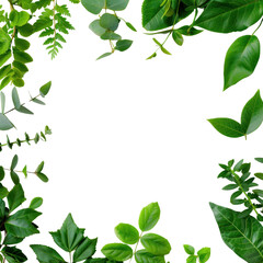 Fototapeta premium Green leafy border frame with assorted leaves isolated on a white background. Perfect for natural, eco-friendly, and botanical designs., transparent background, PNG, white background