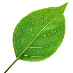 Obraz premium High-resolution image of a vibrant green leaf on a white background. Ideal for nature projects, presentations, and eco-friendly designs., transparent background, PNG, white background