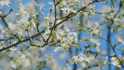 Flowers Growing On A Delicate Branch In Spring. Small White Flowers. Small White Flower On A Branch.