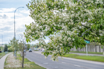 Trees by roadside on a city road
