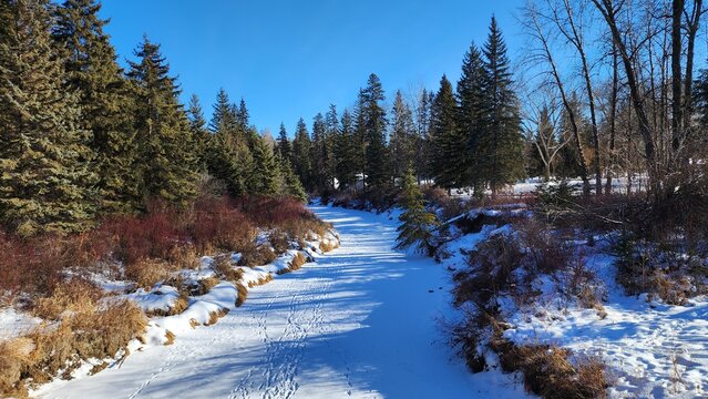 winter in the forest