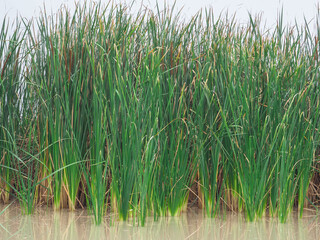 Obraz premium Lesser Reedmace, green in the swamp