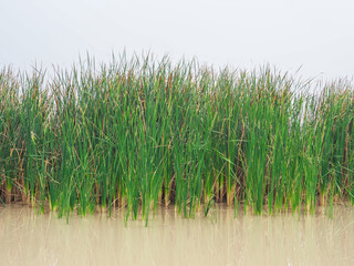 Obraz premium Lesser Reedmace, green in the swamp