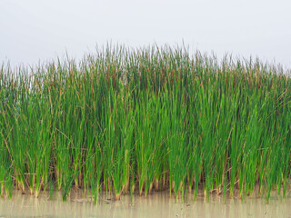 Lesser Reedmace, green in the swamp