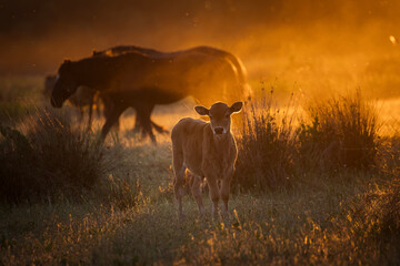 Beautiful wilde horses in nice backlight form sunset