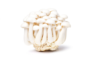 White Shimeji mushroom or Beech mushrooms isolated on white background.