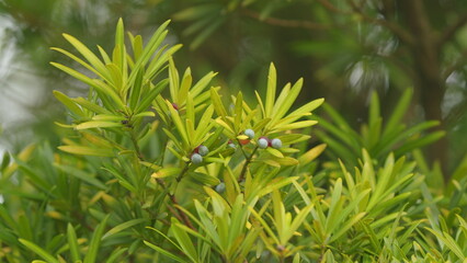 Fruit Of Podocarpus Macrophyllus. Yew Plum Pine Or Japanese Yew. Dioecious Conifer. Selective focus.