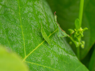 葉に乗るショウリョウバッタの幼虫