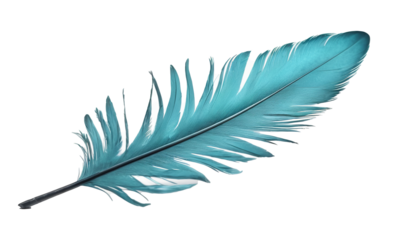 Single Teal Feather on White Background