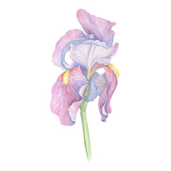 iris watercolor, botanical design, sticker sketch hand, irises fashion, wild wildflower decorative, botanical flowers, garden blue, watercolor. iris illustration art