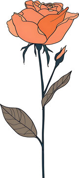 recommend clip art: Drawing of an orange rose with a long stem and leaves on a white background, in the clip art
