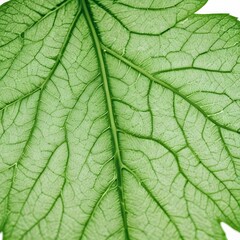 Green leaf texture pattern background with veins and mottled texture