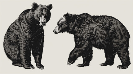 bear grizzly illustration.vector engrave black