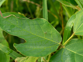 葉の上に乗るアシナガキンバエ