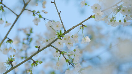 Fototapeta premium Sweet Cherry. Wild Cherry Or Prunus Avium Flowers With A Beautiful White Blossom In Early Spring. Close up.