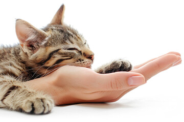 human hand holding cat