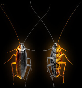 cancrelats