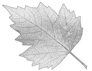 Feuille sur fond blanc 