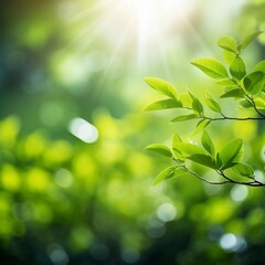 Naklejka premium close-up photo of plants The background is a fresh green garden. And there was beautiful sunlight shining down.