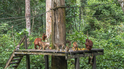 Feeding monkeys in the Sepilok Orangutan Rehabilitation Centre. Primates sort through and eat fruits laid out on a boardwalk. Mom orangutan hugs baby. The ropes are stretched. The tropical vegetation  © Вера 