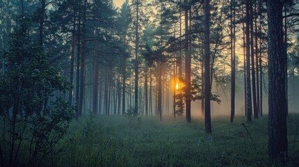 Obraz premium Sunbeams Through a Misty Forest