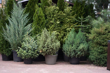Seedlings of shrubs and coniferous trees in pots in a plant nursery. A garden plant store. An outdoor fair. With space to copy. High quality photo