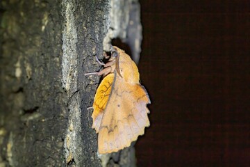 A Lappet moth (genus Gastropacha) blending into the bark of a tree. Its wings resemble a dead leaf,...