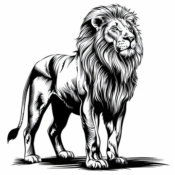 A black and white drawing of a lion