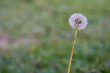 Dandelion head