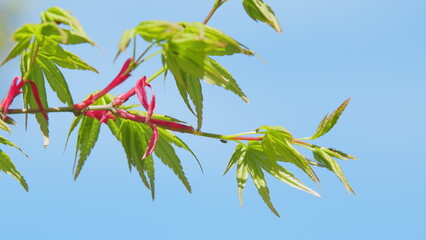 Spring Is Coming. Acer Leaves In The Sunlight. Before Opening Young Green Maple Leaves. Close up.