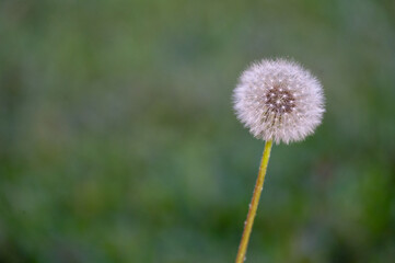 Dandelion head