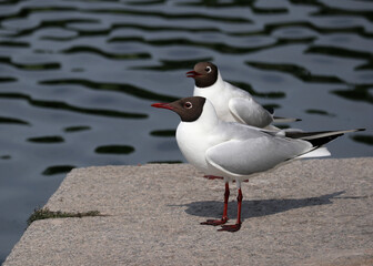 Two black-headed gulls in summer plumage