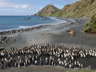 Naklejka premium Masse Royal Penguins on Macquarie Island Beach