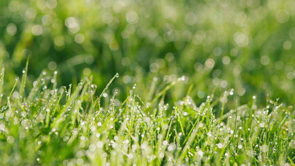 Fresh Morning Dew At Sunrise. Spring Green Grass With Dew Drops In Beautiful Backlight. Static.