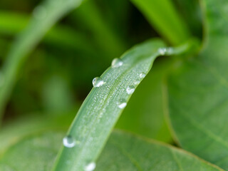 水滴が付いた新緑の葉