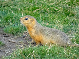 A curious Richardson's ground squirrel rodent pauses atop a lush green field. Its fur is a light brown with darker stripes.
