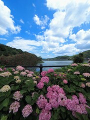 やすらぎ公園の紫陽花・リフレクションの聖地2024【香川県丸亀市】3