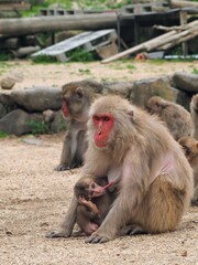 銚子渓お猿の国2024【香川県小豆郡土庄町（小豆島）】3
