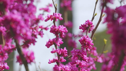 Bees Harvesting Pollen From Pink Judas-Tree. European Cercis Or European Scarlet. Close up.