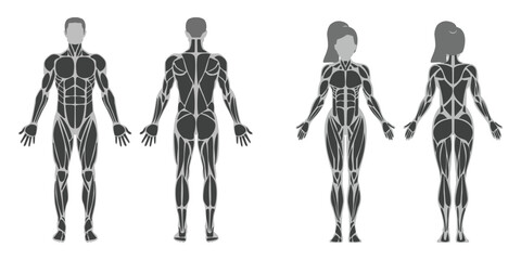Male and Female Muscular Anatomy Vector Illustration