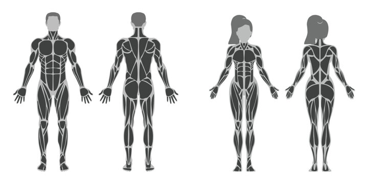 Male and Female Muscular Anatomy Vector Illustration