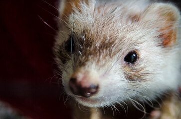 close up of a ferret