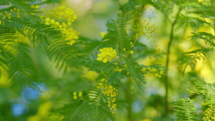 Fototapeta premium Spring Bunch With Acacia Dealbata. Yellow Mimosa Fluffy Flowers In Sunny Light. Spring Tree. Close up.