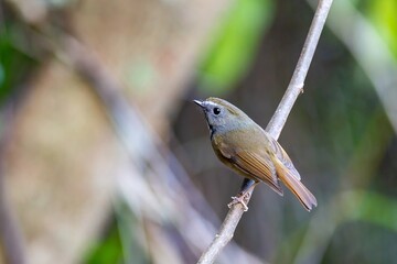 A close-up White-gorgeted flycatcher (Anthipes monileger) perching on a tree branch in its natural habitat, with a blurred forest floor background, in a nature reserve in Yunnan Province, China