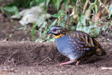 Close-up shot of a beautiful Rufous-throated partridge (Arborophila rufogularis) foraging in its natural habitat, with a blurred forest floor background, in a nature reserve in Yunnan Province, China